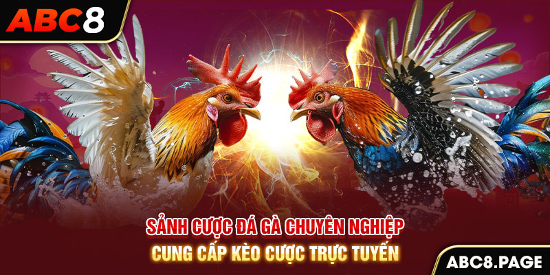 Sảnh cược đá gà chuyên nghiệp - cung cấp kèo cược trực tuyến